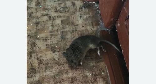 Дезинфекция от мышей в Ростове